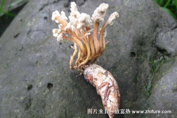 金蟬花的功效與作用及禁忌