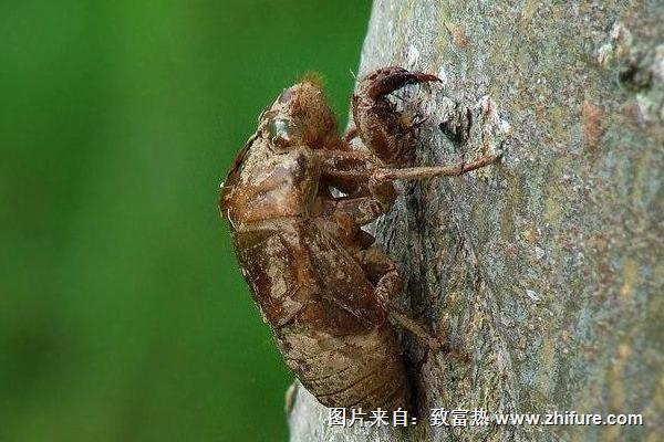 金蟬殼價格多少錢一斤？