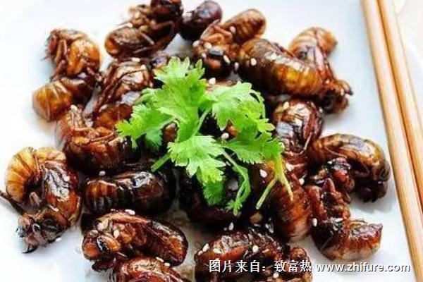 金蟬怎么做好吃？