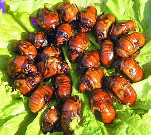 金蟬怎么做好吃？