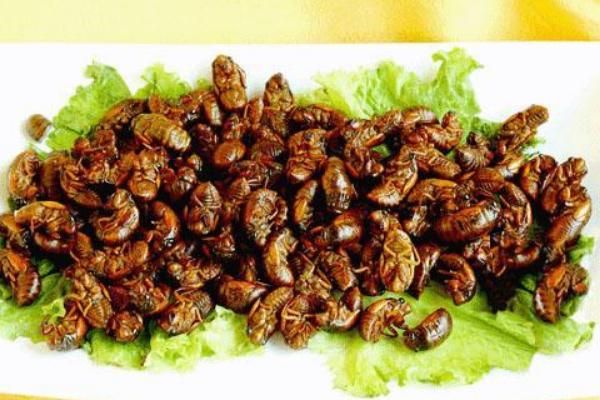 金蟬怎么做好吃？