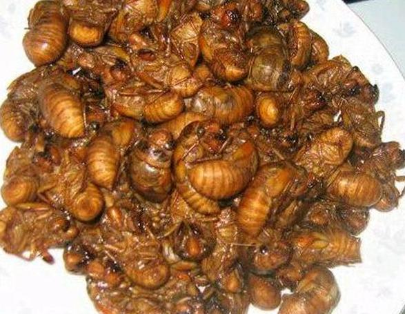 金蟬怎么做好吃？