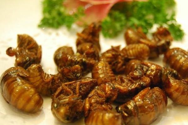 金蟬怎么做好吃？