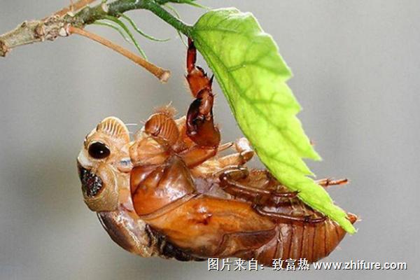 科學金蟬養殖技術