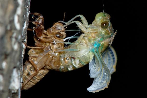 科學(xué)金蟬養(yǎng)殖技術(shù)視頻