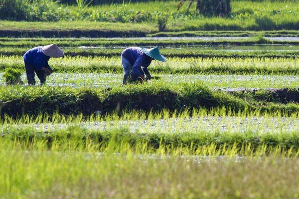 水稻怎么種植？
