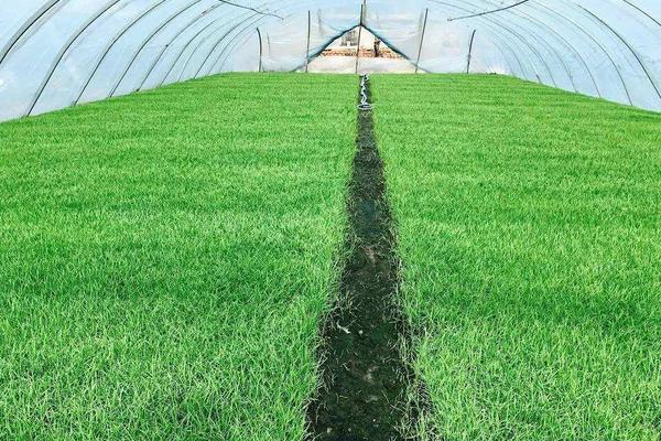 水稻怎么種植？