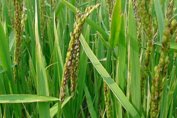 水稻怎么種植？