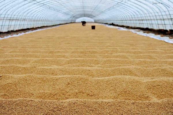 水稻烘干機多少錢一臺？