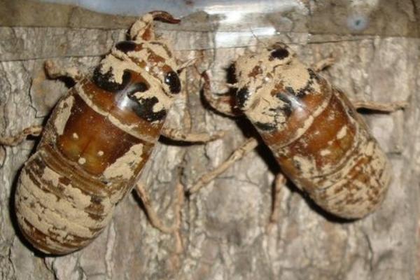 科學(xué)金蟬養(yǎng)殖技術(shù)視頻