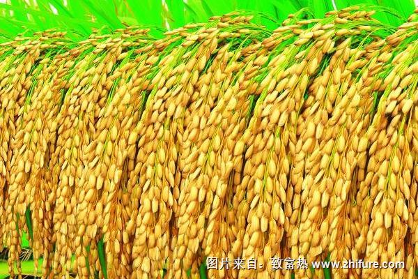 水稻價格多少錢一斤？