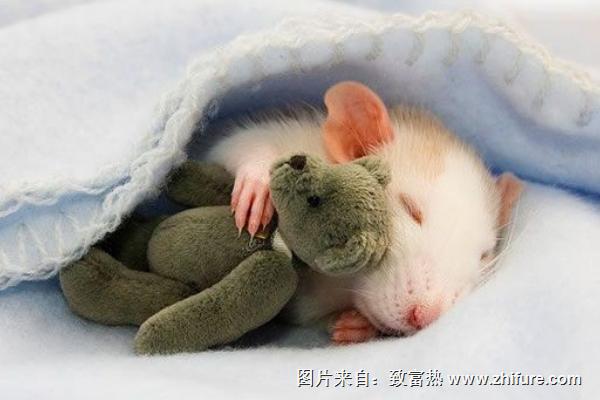 夢見金蟬是什么意思？