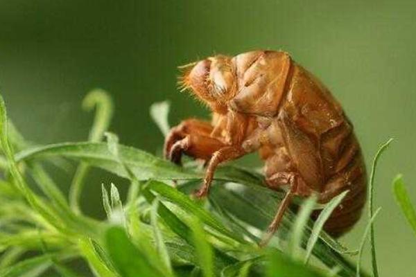 科學(xué)金蟬養(yǎng)殖技術(shù)視頻