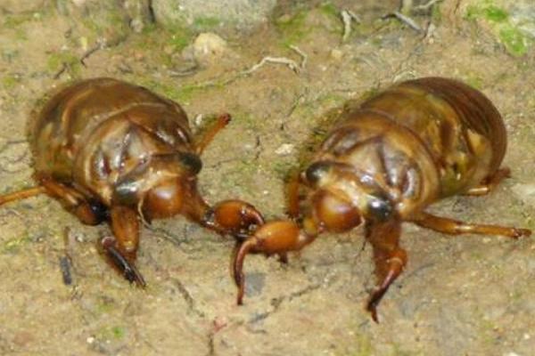 科學(xué)金蟬養(yǎng)殖技術(shù)視頻