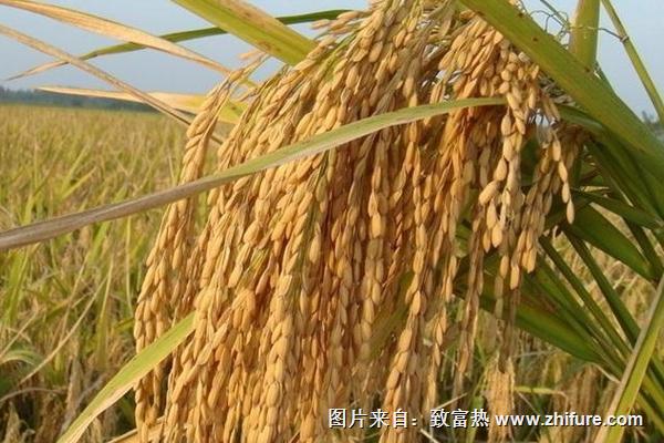 雜交水稻是不是轉基因？