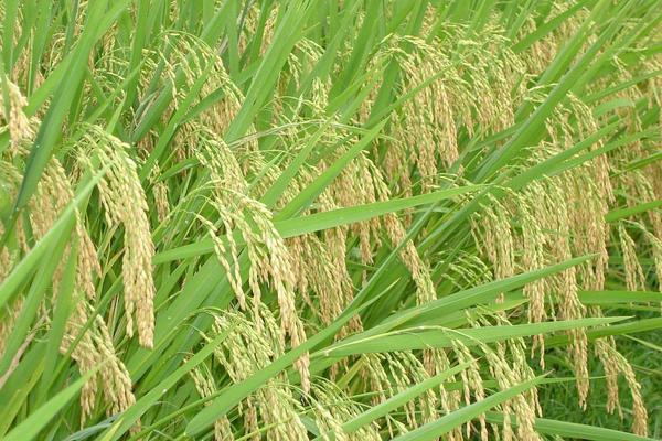 雜交水稻是不是轉基因？