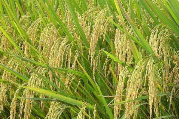 雜交水稻是不是轉基因？