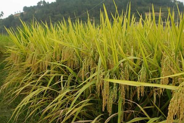 雜交水稻是不是轉基因？