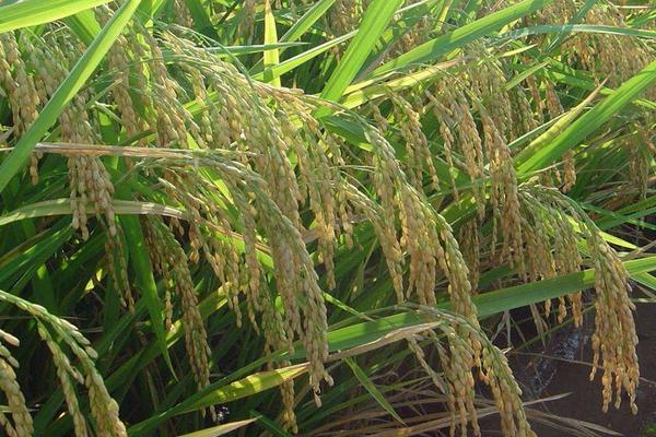 雜交水稻是不是轉基因？