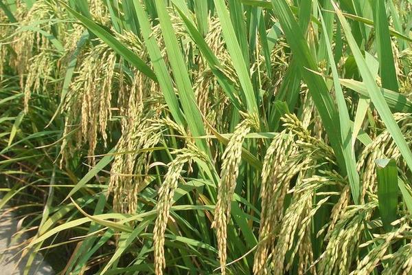 雜交水稻是不是轉基因？