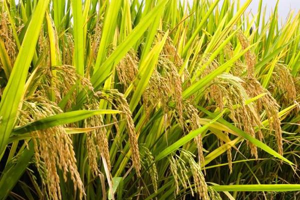 雜交水稻是不是轉基因？