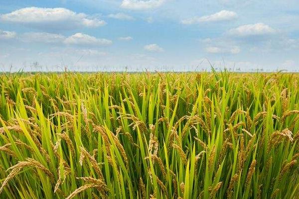 雜交水稻是不是轉基因？