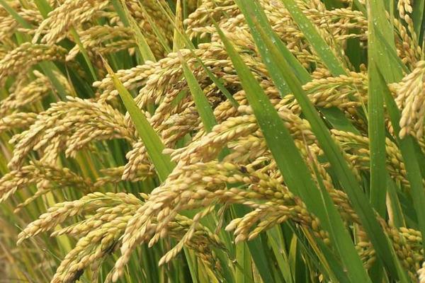 雜交水稻之父是誰?