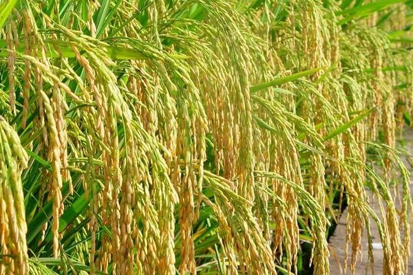 雜交水稻之父是誰?