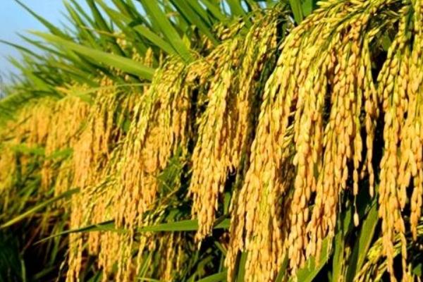 雜交水稻之父是誰?