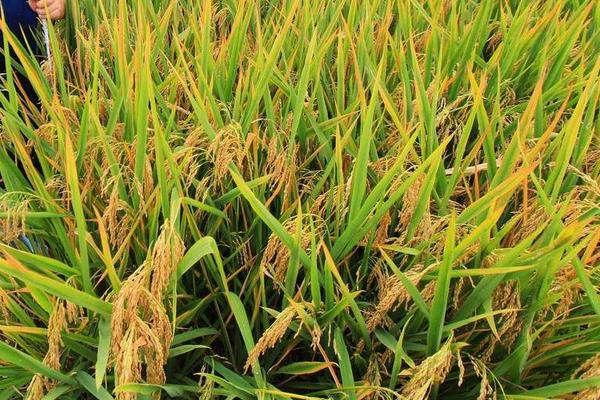 雜交水稻之父是誰?