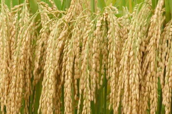 雜交水稻之父是誰?