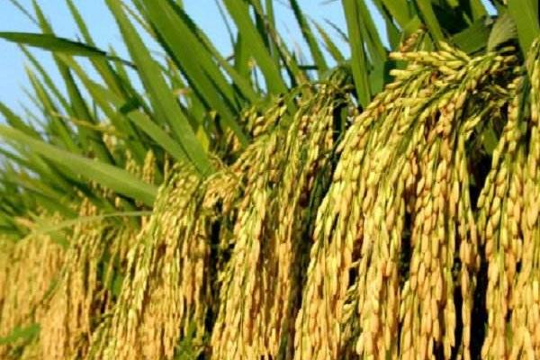 雜交水稻之父是誰?