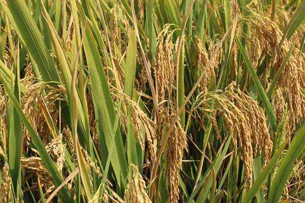 雜交水稻之父是誰?