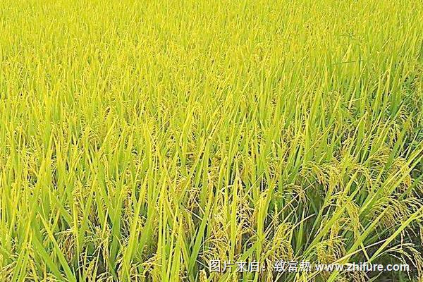 水稻稻瘟病用什么藥？