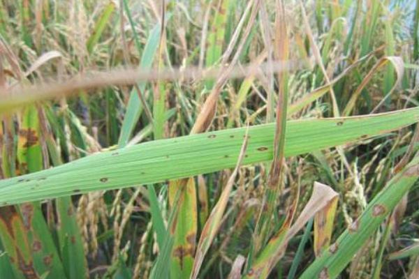 水稻稻瘟病用什么藥？