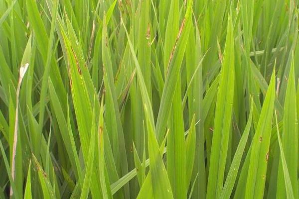 水稻稻瘟病用什么藥？