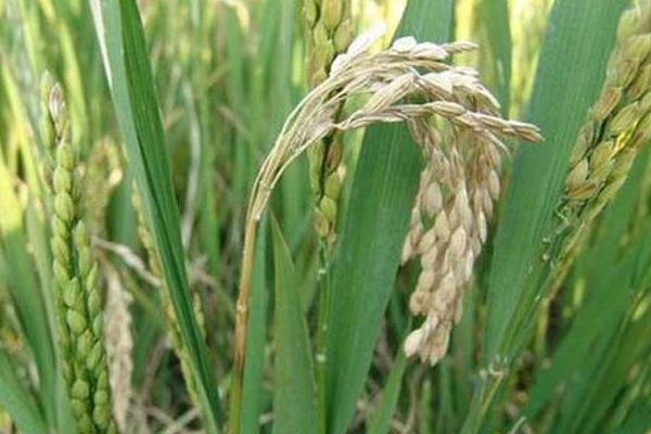 水稻稻瘟病用什么藥？