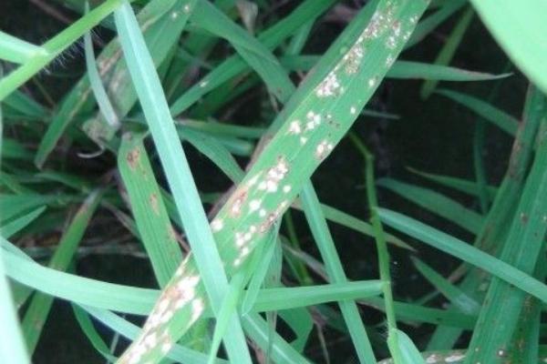 水稻稻瘟病用什么藥？