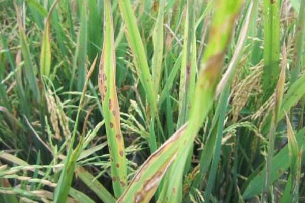水稻稻瘟病用什么藥？