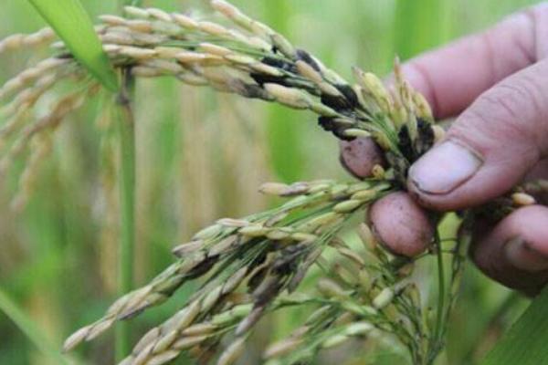 水稻稻瘟病用什么藥？