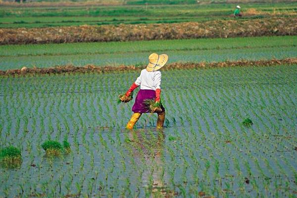 水稻怎么種植？