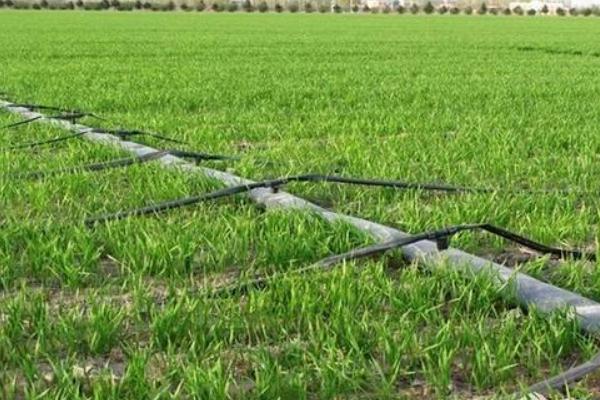 水稻什么時候曬田？