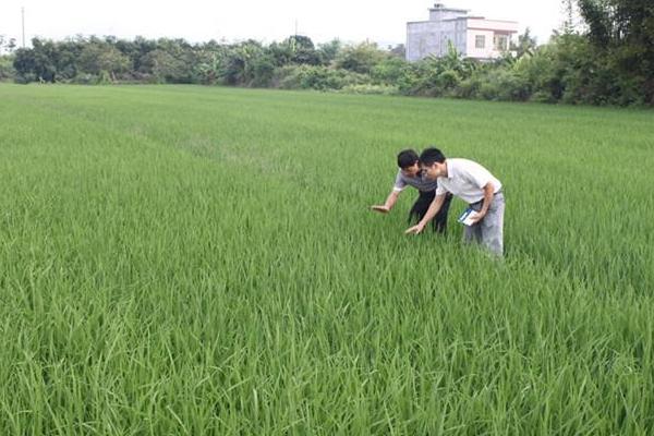 水稻什么時候曬田？