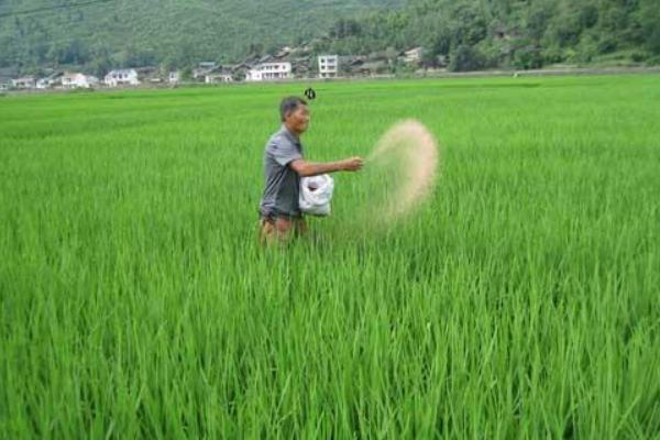 水稻什么時候曬田？