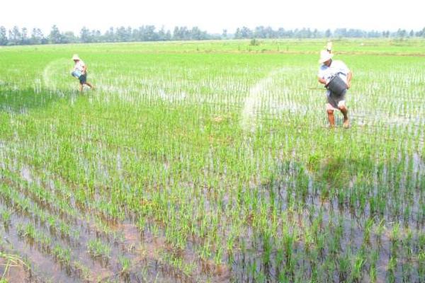水稻什么時候曬田？