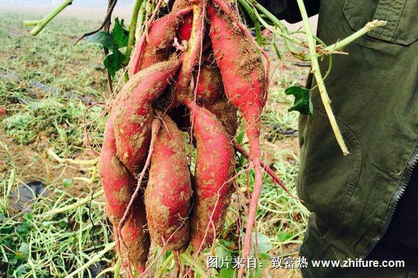 紅薯地下害蟲防治方法