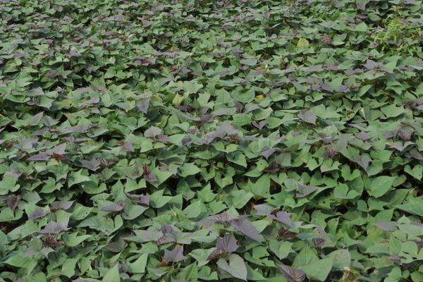 紅薯地下害蟲防治方法