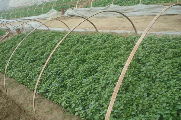 紅薯地下害蟲防治方法