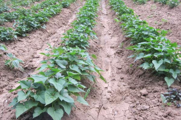 紅薯地下害蟲防治方法