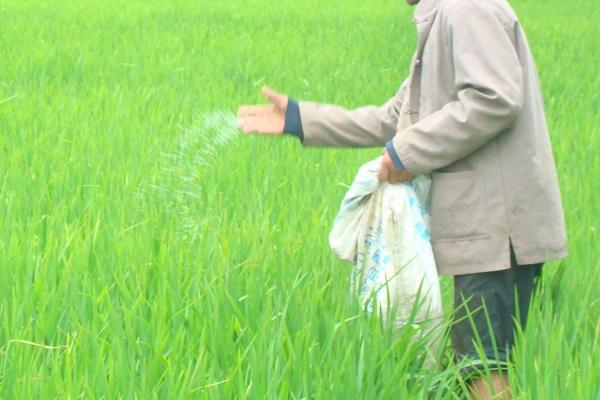 水稻二化螟防治時間是什么時候？
